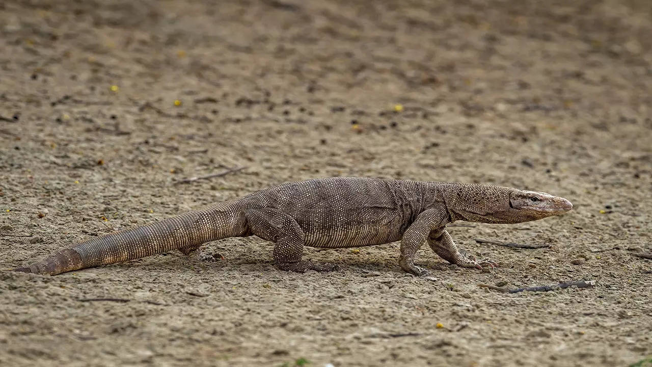 Bengal monitor lizard rape