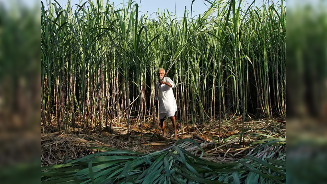 Sugarcane farmer in his field