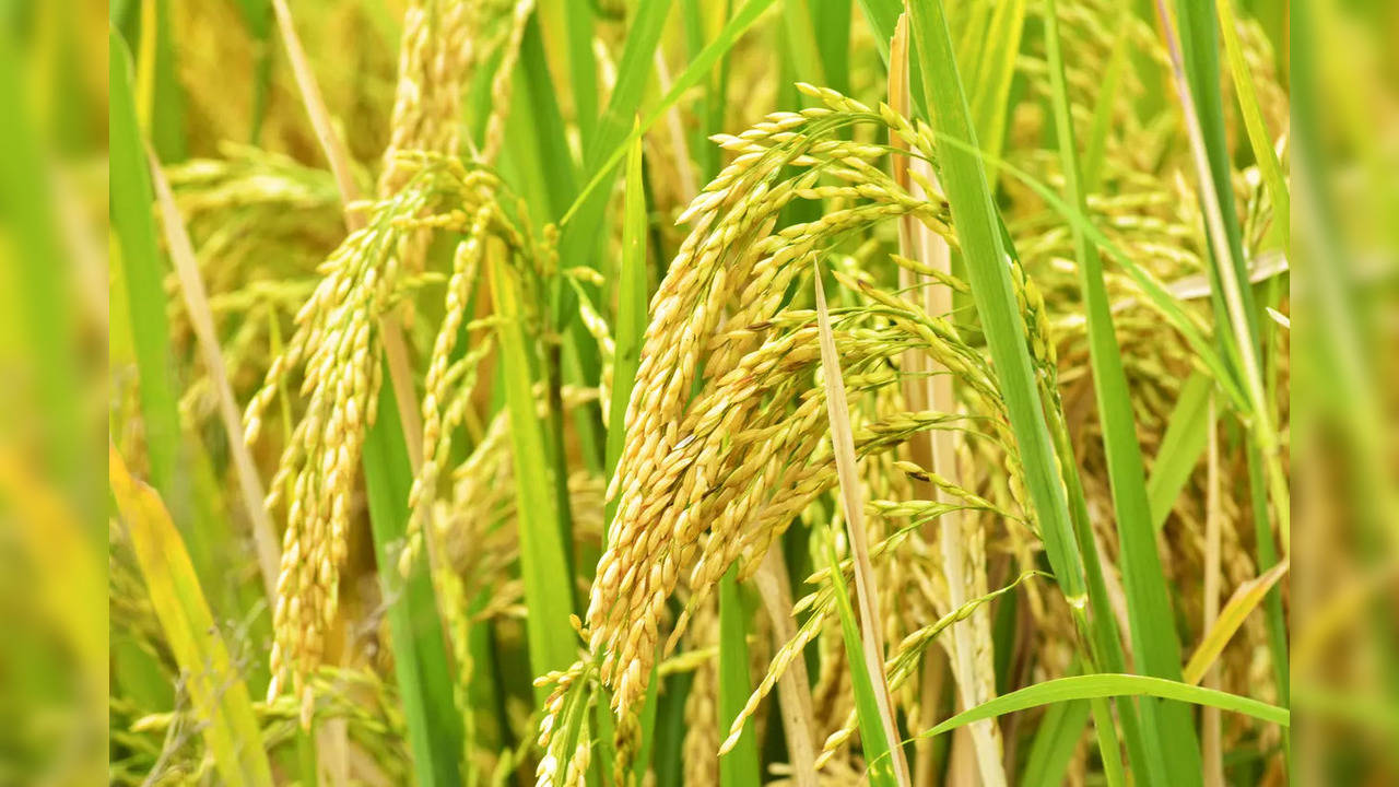 Telangana: Over Rs. 5,000 crore paid to banks as interest on loans for paddy by state government