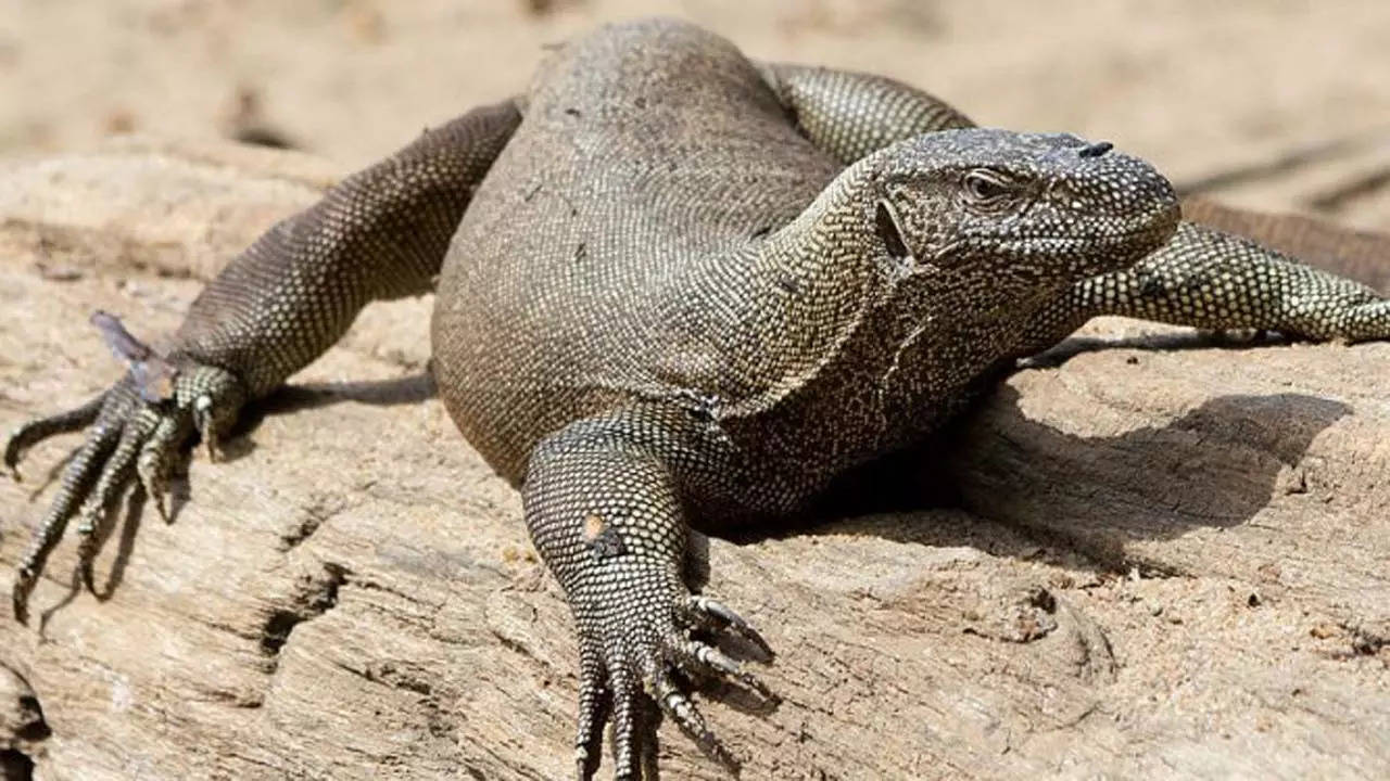 Bengal-monitor-lizard