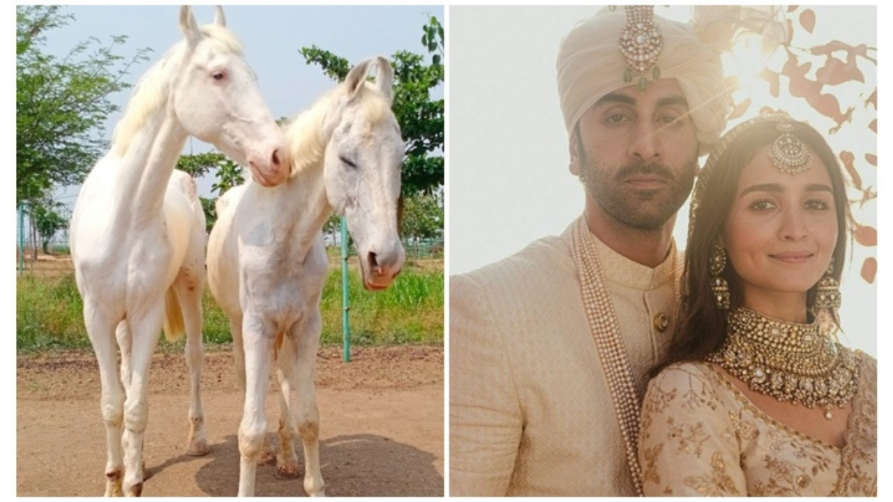 Animal NGO names rescued horses after Alia Bhatt and Ranbir Kapoor