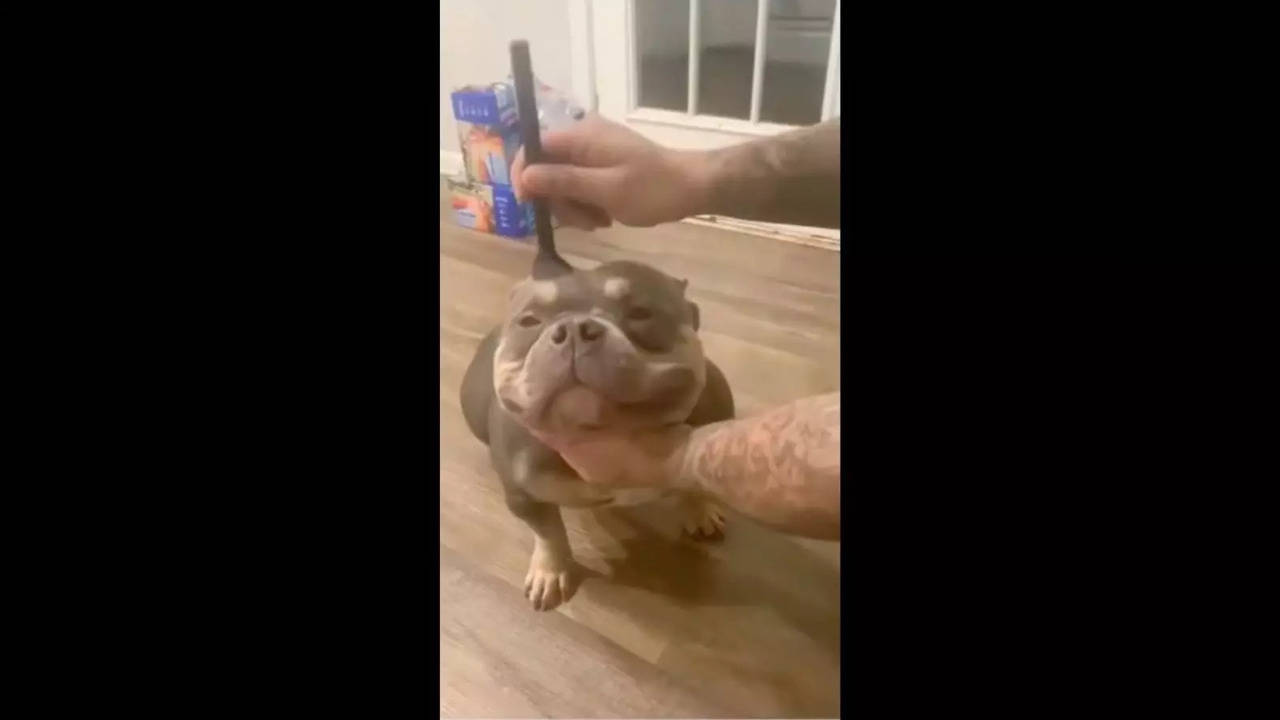 All Blue the pit bull wants for Christmas is a visit from his Army dad.  Watch Chewy make that wish come true | Central Berkshires |  berkshireeagle.com