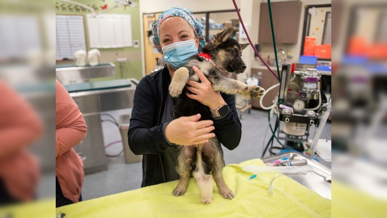 Dog born with six legs