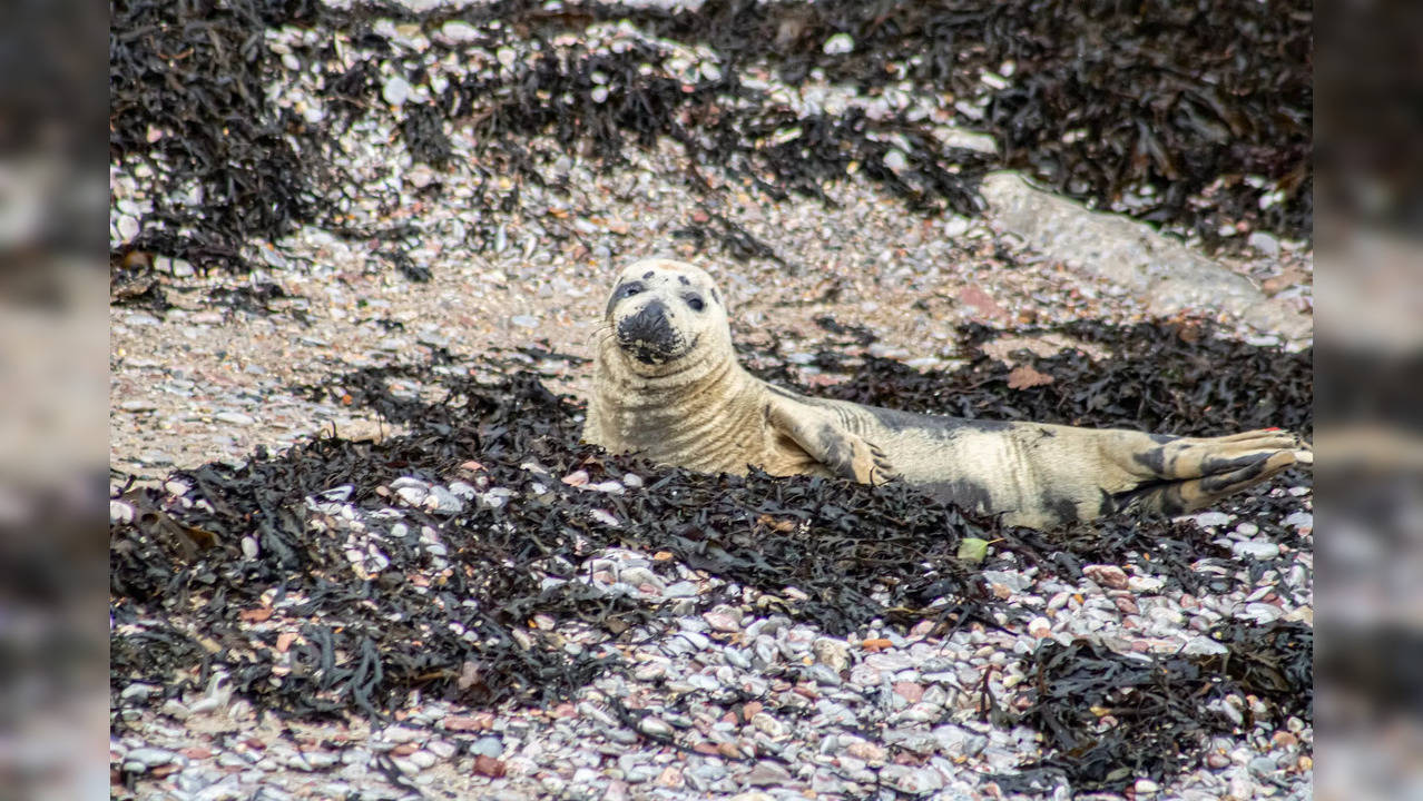 Spearmint the seal