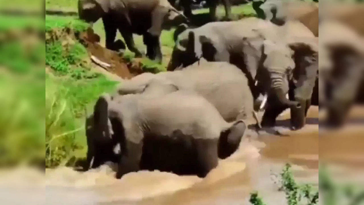 Screengrab from the video shared by @elephants_.world/Instagram