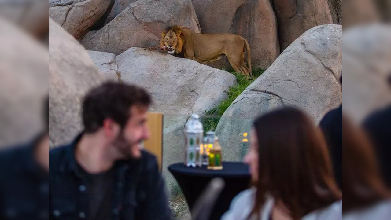 Iftar with lions