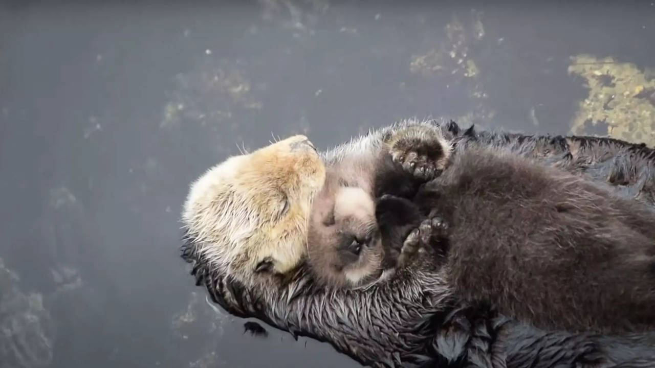 In otter news: Rare video of 1-day-old sea otter sleeping on mother's ...