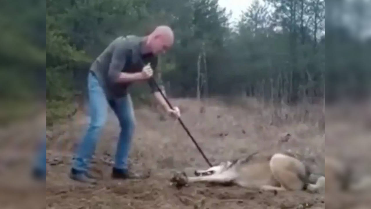 The quick-thinking man pinned the wolf down with a pole and removed the trap using another hand