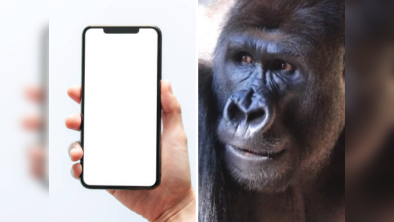 Gorilla phone addiction