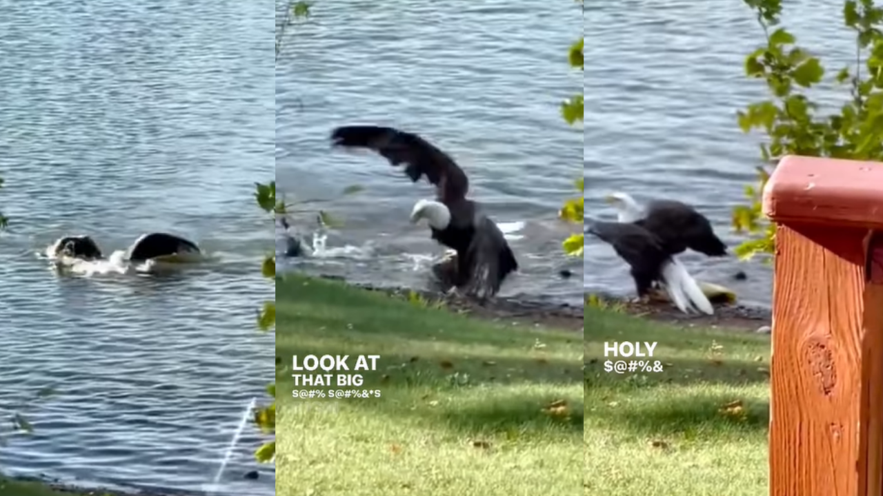 Bald eagle swimming with fish