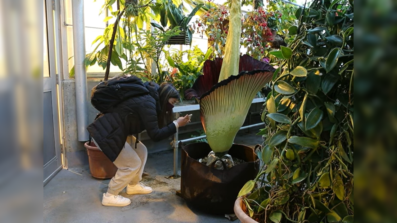 Corpse Flower