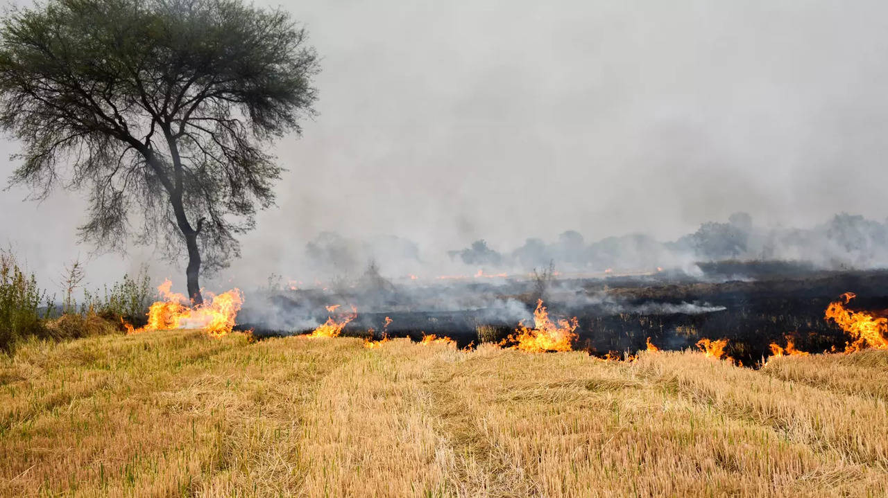 Punjab records three times more cases of wheat stubble burning