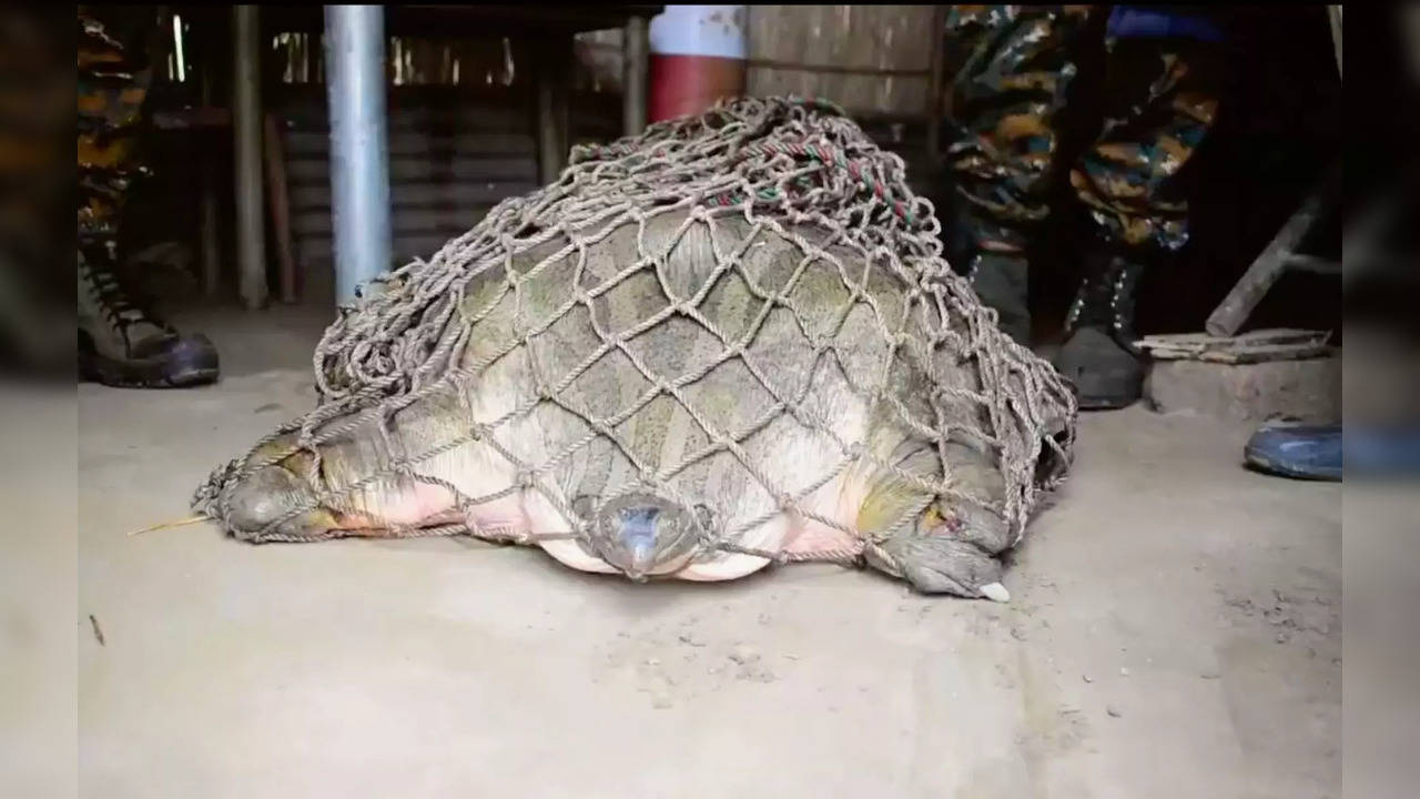 Rescuers treated the wounds of the massive deepwater turtle and managed a timely rescue