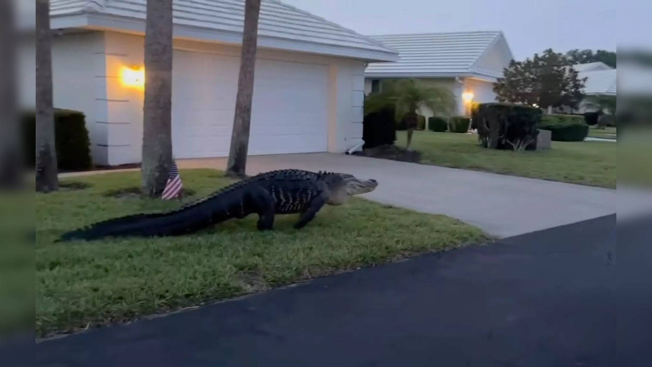 Screengrab from the video shared by Sarasota County Sheriff's Office