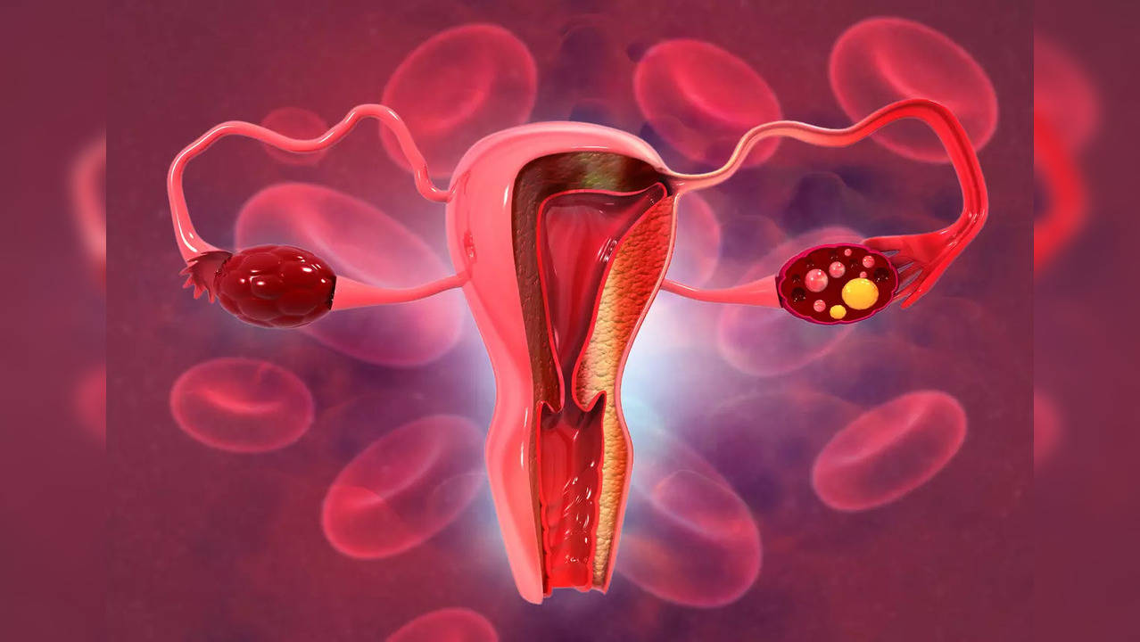 The uterus is located between the bladder and the rectum and works to nourish and house a fertilised egg until the foetus or offspring is ready to be delivered – given birth.