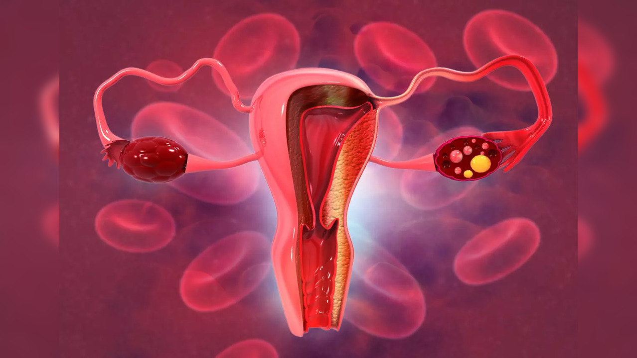 The uterus is located between the bladder and the rectum and works to nourish and house a fertilised egg until the foetus or offspring is ready to be delivered – given birth.