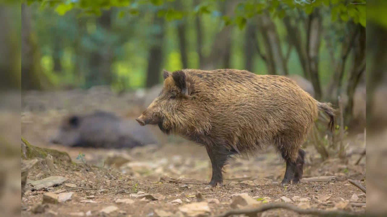 The hog was named after Vladimir Putin due to his Russian genetic heritage