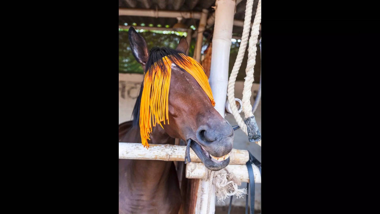 Two cases of fraud involving horses have recently emerged from Punjab