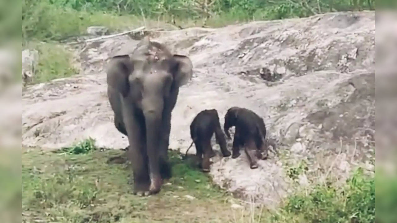 Elephant twins account for no more than 1% of births in the wild