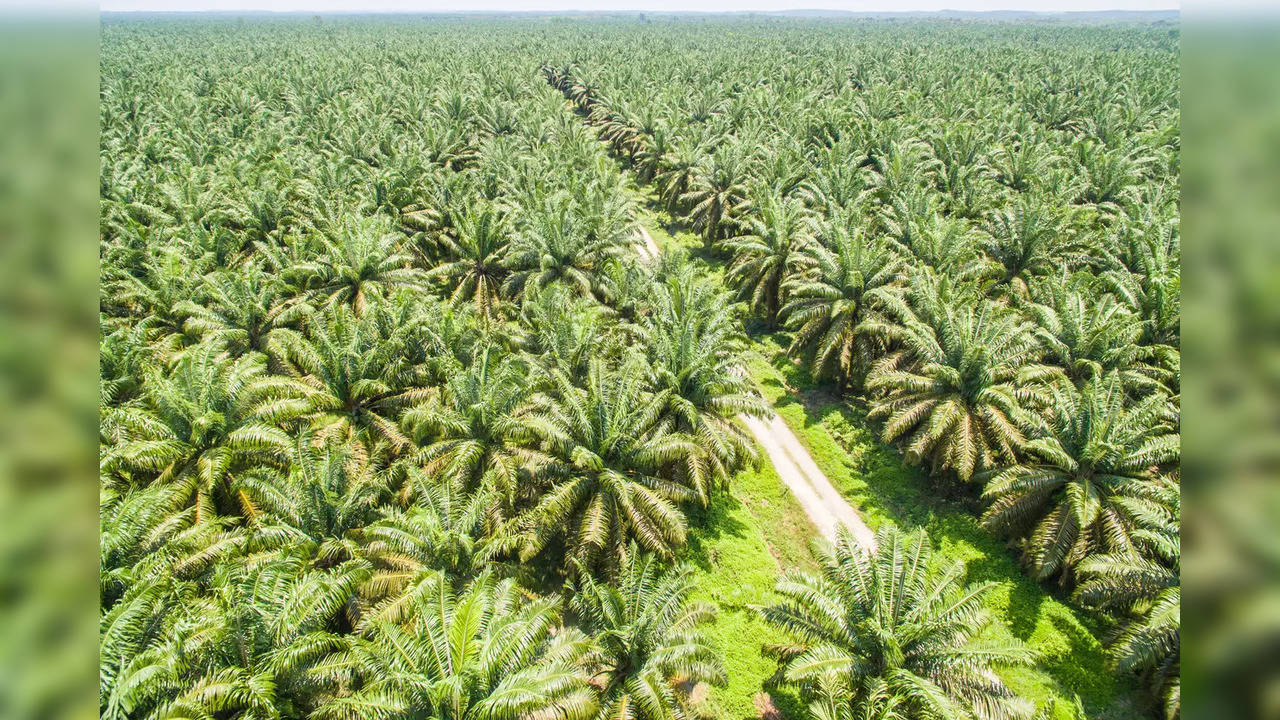 Palm Oil