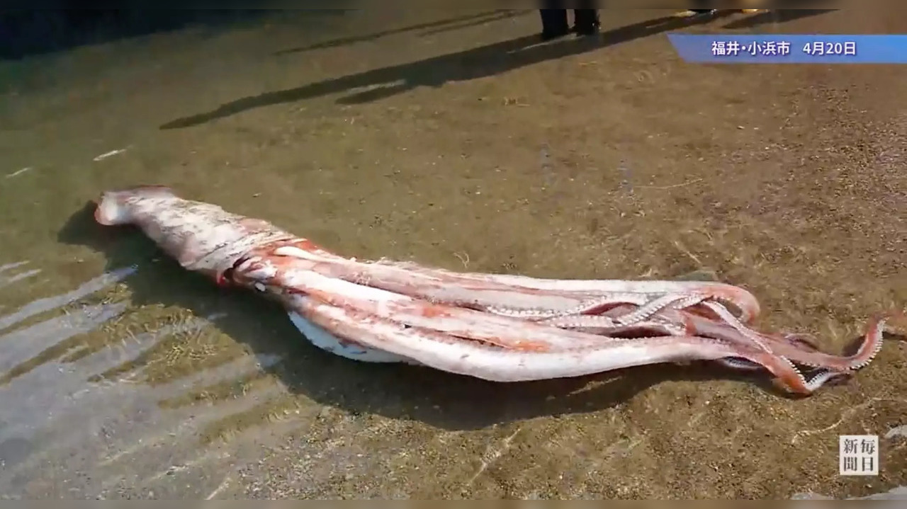 The massive squid washed up alive on a beach in Obama in a rare occurrence | Twitter/@eizo_desk