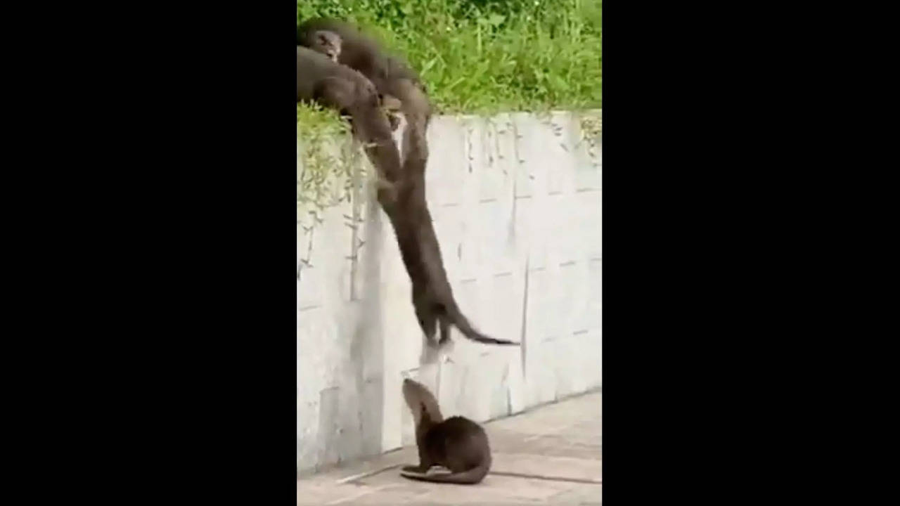 The entire family waited until they could finally catch a hold of the last pup in its 10th attempt