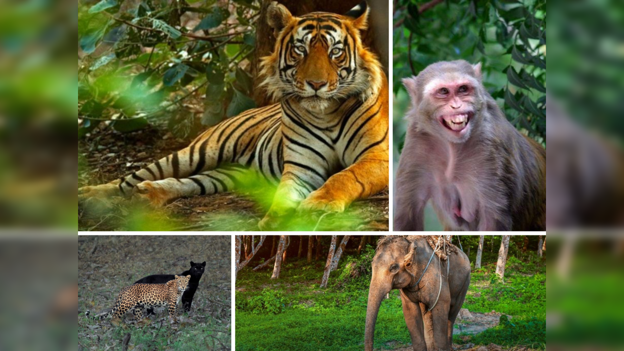 The offbeat Indian wildlife trivia