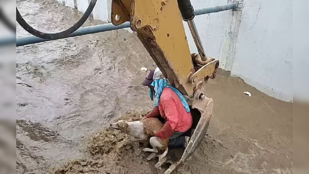 Construction workers use digger to rescue drowning dog