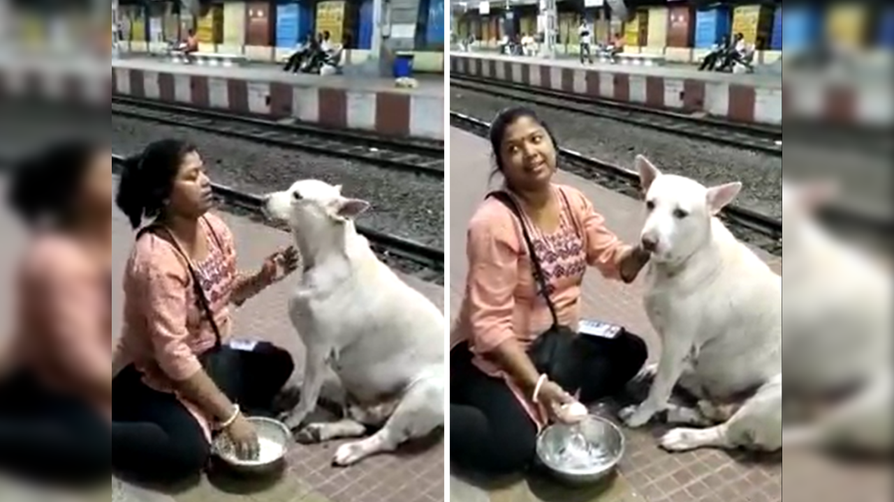 Woman feeds curd rice to stray dog