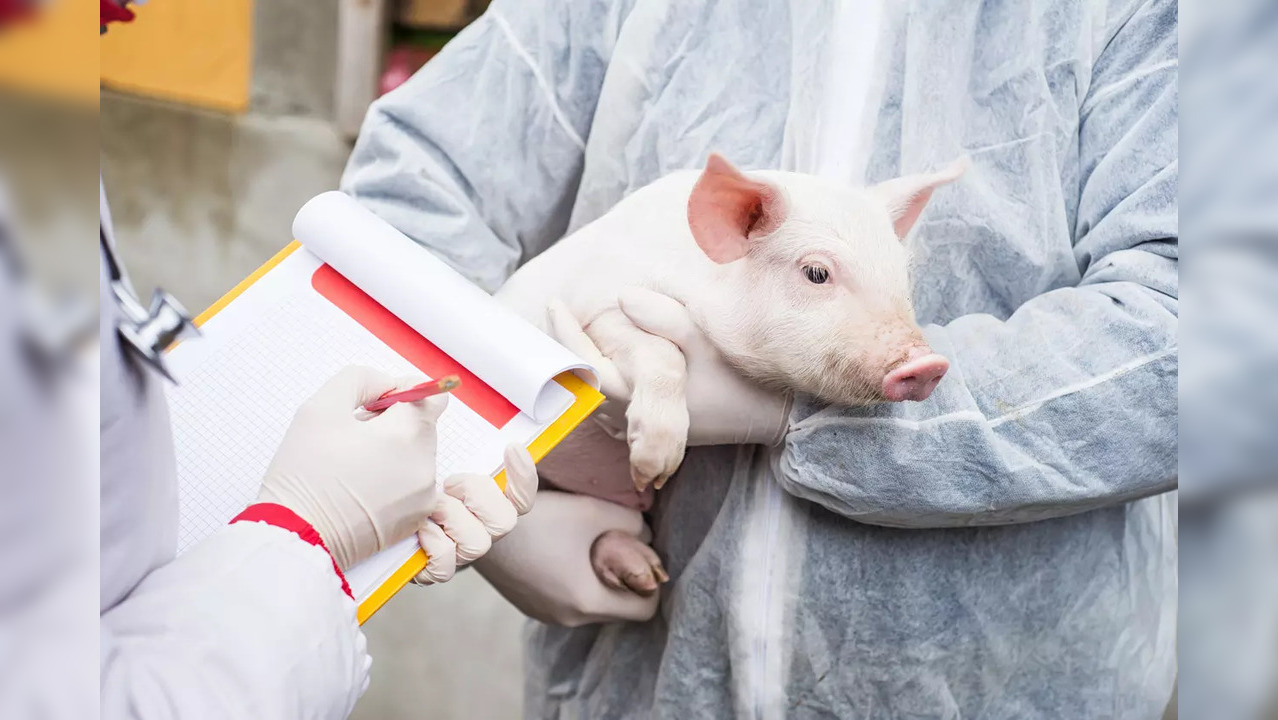 Pigs can spread deadly antibiotic-resistant superbug to humans: Study