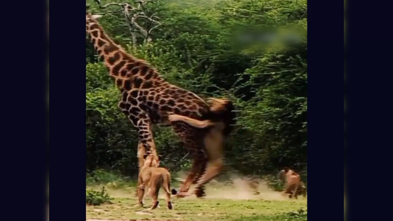 The pride takes turns at attacking the giraffe but is no match for the beast