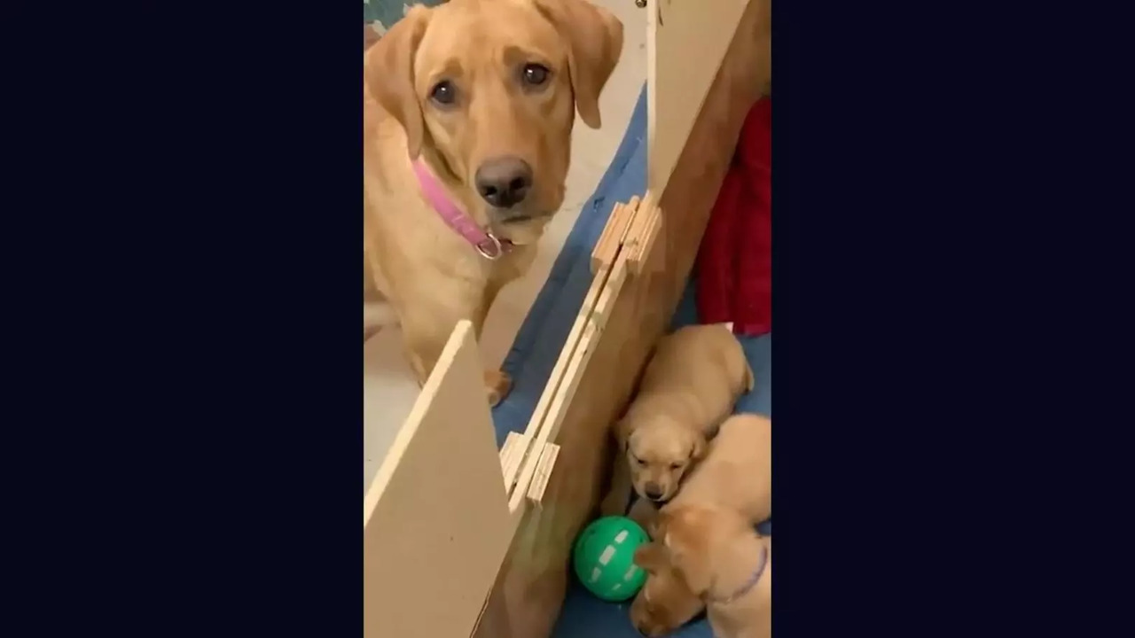 Mama labrador with puppy dog eyes wonders why her babies won't play with her