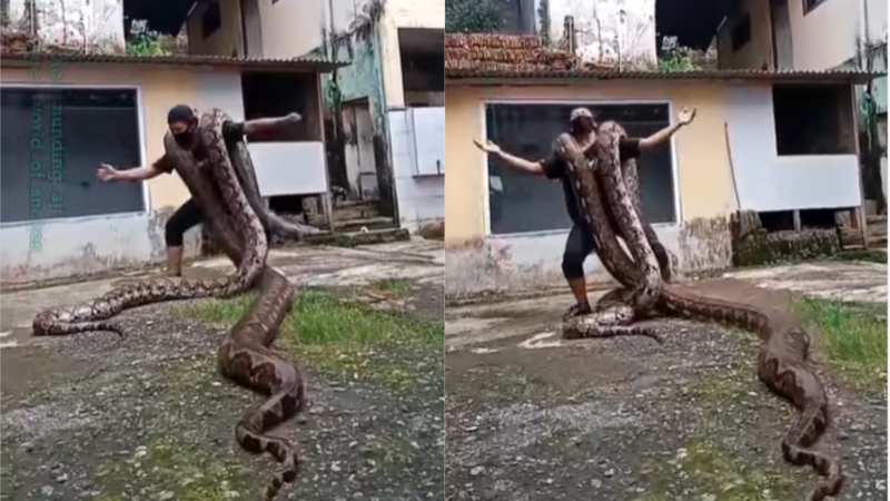 Man dances with 2 pythons on his shoulders