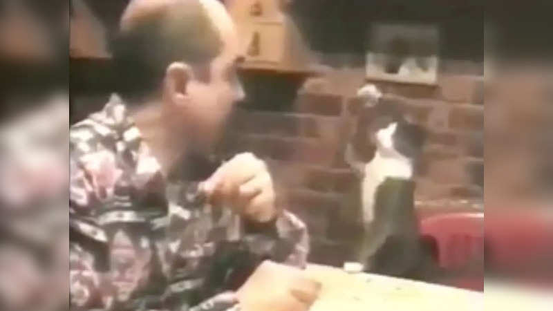 Cat appears to communicate with deaf man through signs