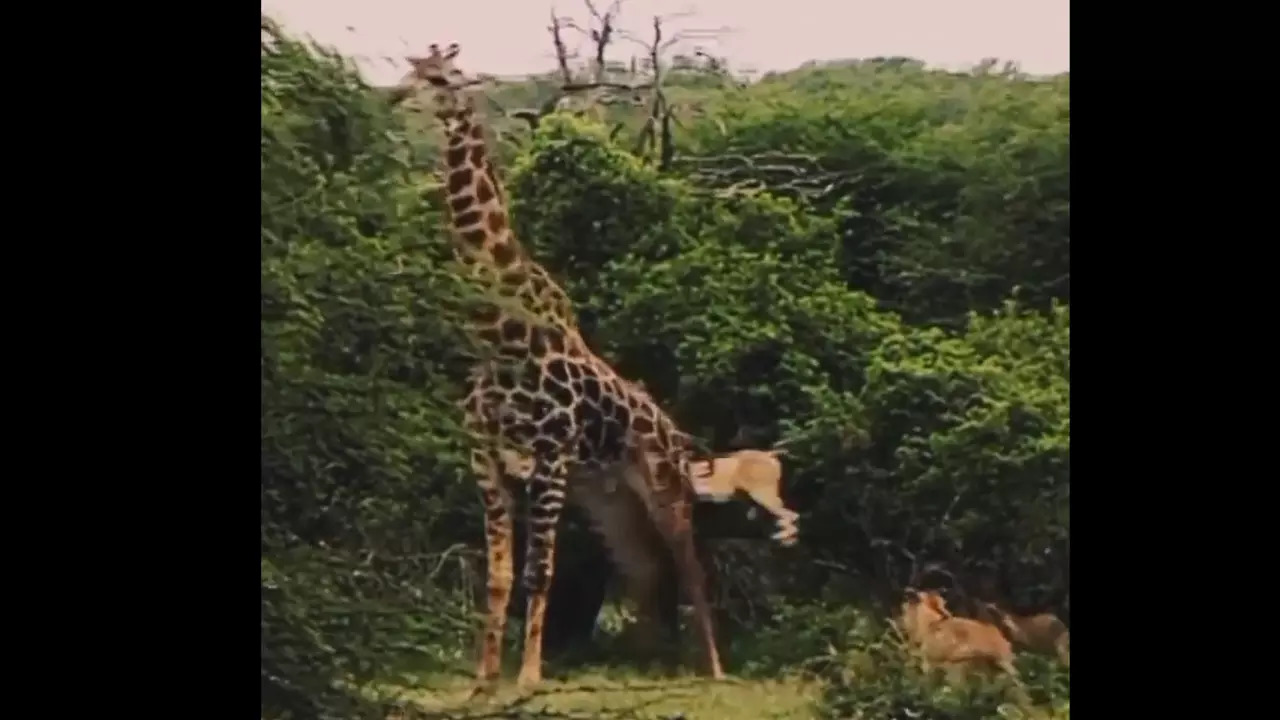 Giraffe attacked by pride of lions