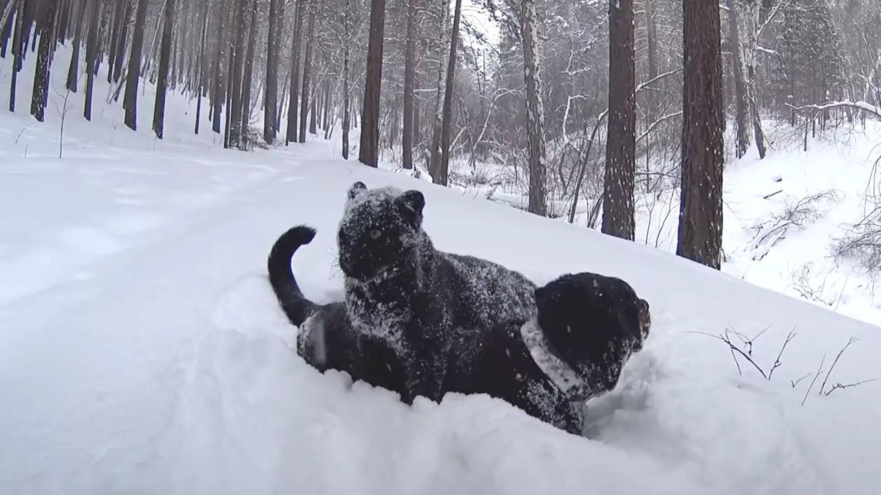 Panther and Rottweiler Become Best Friends After Woman Rescues Wild Cat  From Zoo