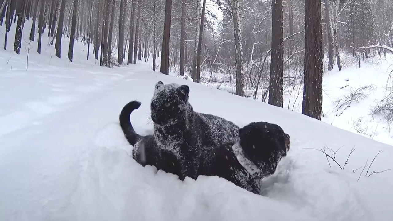 Luna, the black panther, plays with Venza, the Rottweiler | Image courtesy: Luna the Pantera/Youtube