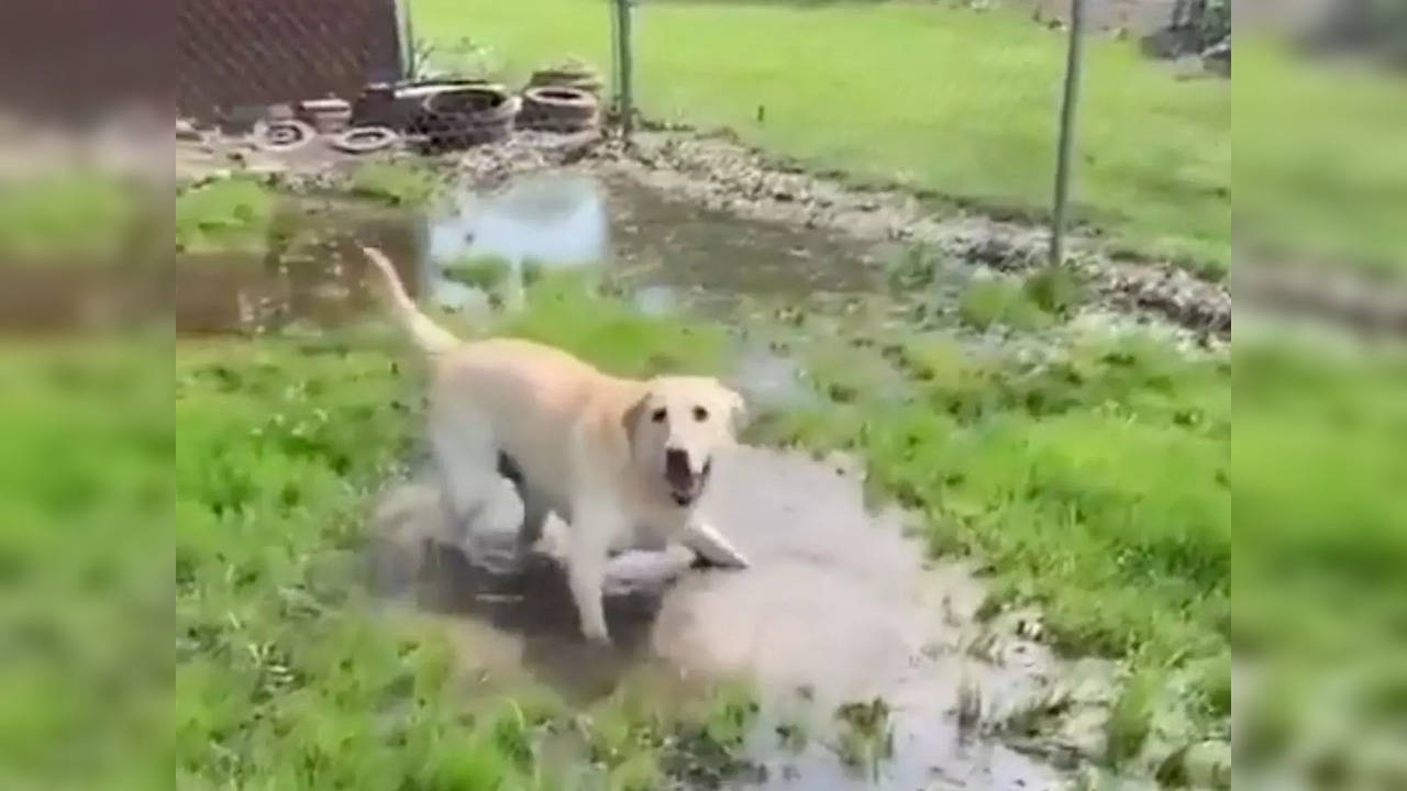 Stevie enjoys his time in a puddle