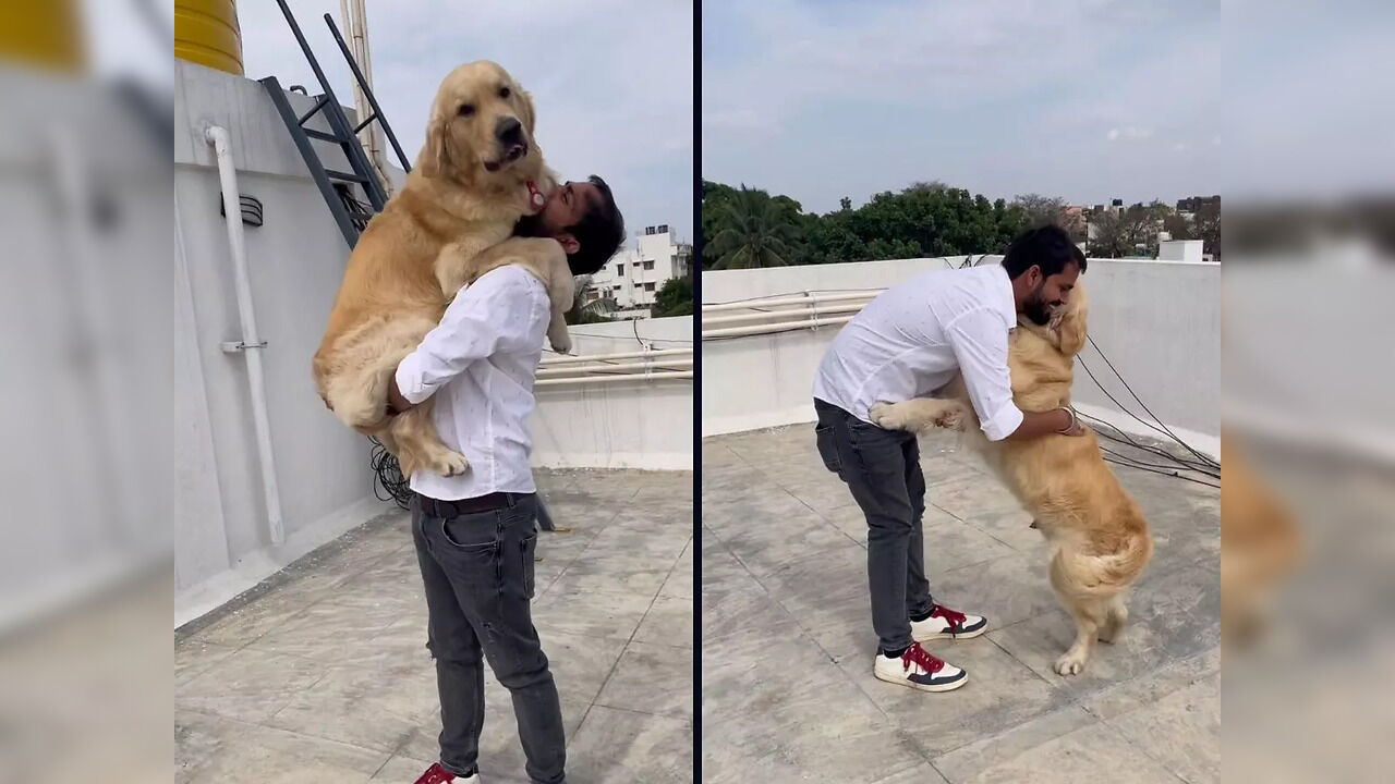 Dog meets human after several days of missing him, viral video leaves ...