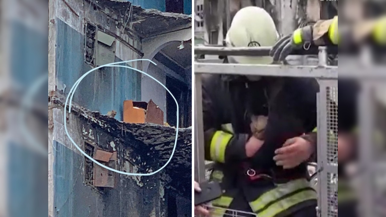 Emergency workers rescue cat from bombed building​