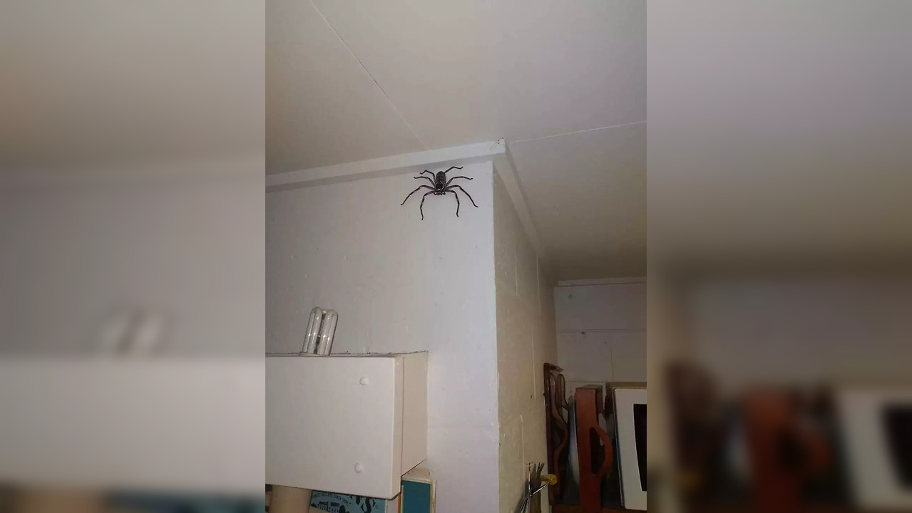 Family horrifies the internet by letting giant huntsman spider stay in ...