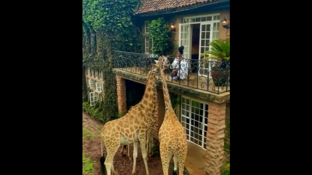 Woman feeds giraffes from her hotel balcony