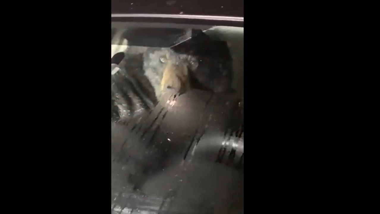 Black bear trapped inside car