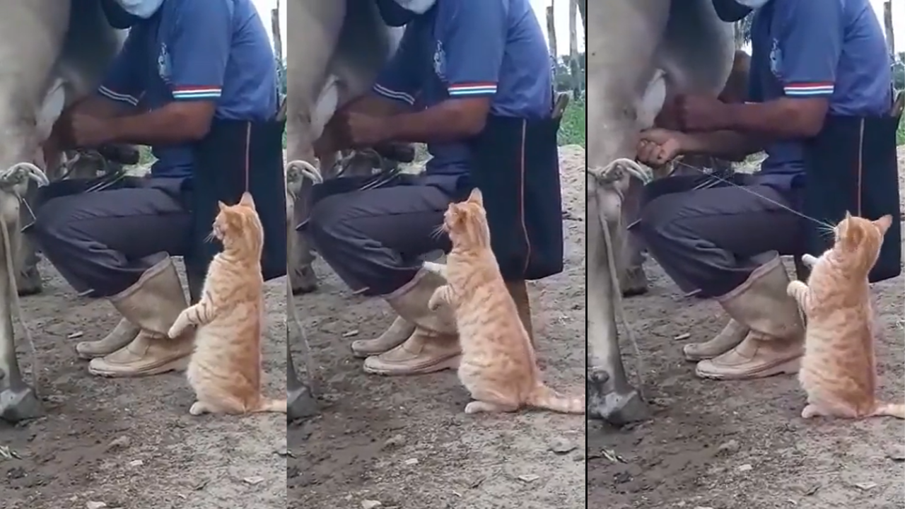 This viral video of cat drinking fresh cow milk is the most wholesome ...