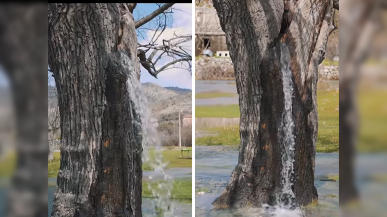 Water flows out of 100yearold tree like a stream, rare phenomenon
