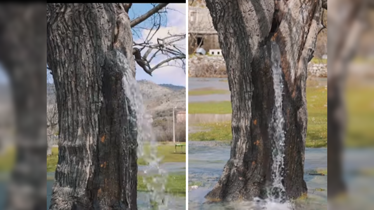 Tree behaves like a waterfall