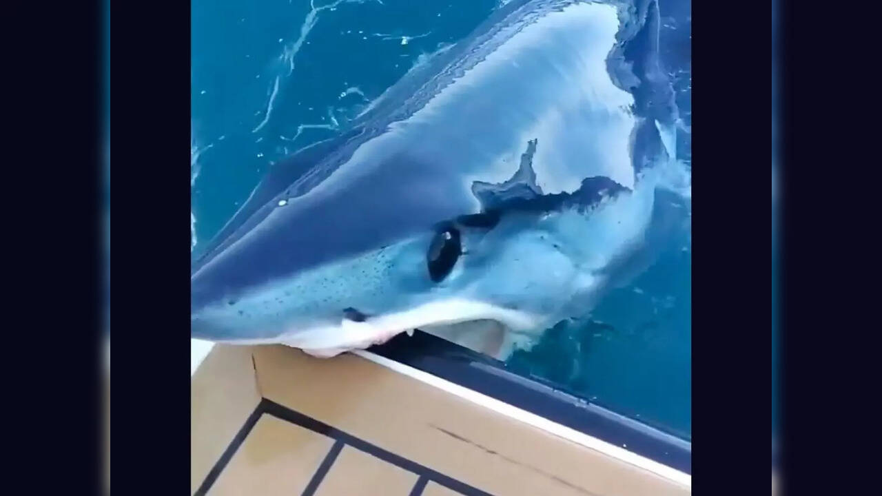 Viral video The terrifying moment a curious Mako shark bites boat