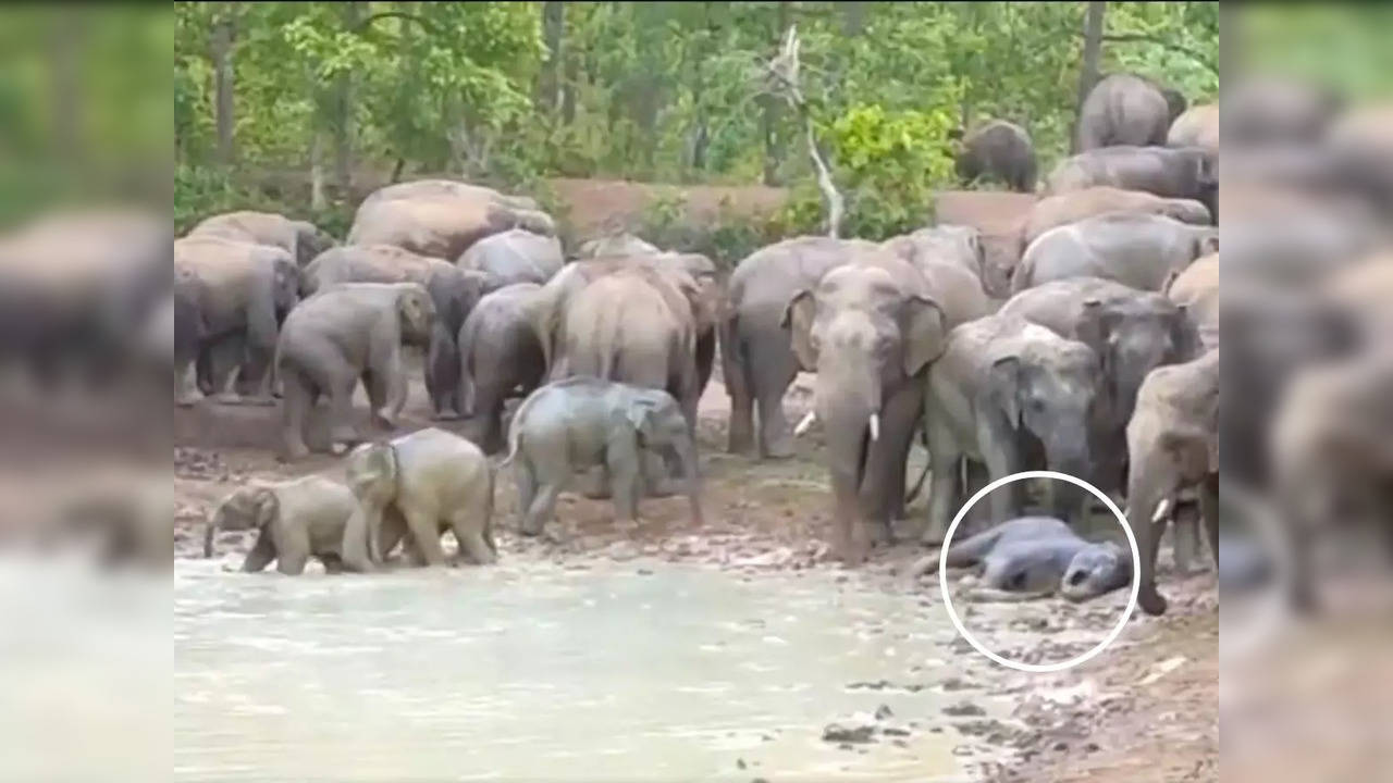 A young elephant calf wallows in the mud | Image: Screengrab from the video shared by IFS Parveen Kaswan