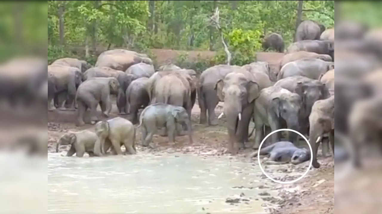 A young elephant calf wallows in the mud | Image: Screengrab from the video shared by IFS Parveen Kaswan