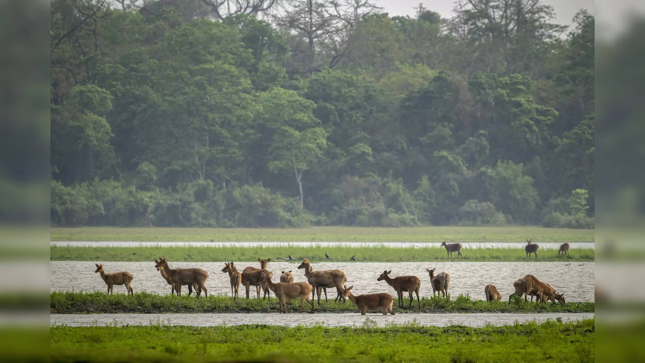 Karnataka govt denotifies 6.64 lakh hectares of deemed forest land